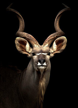 Glasbild «Kudu» 120 × 80 cm
