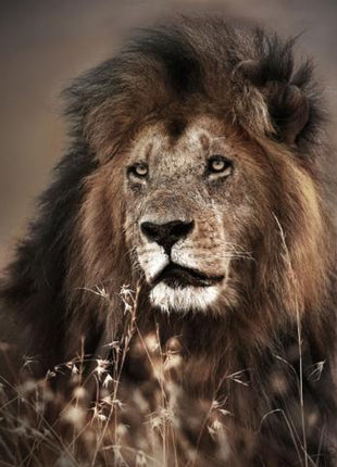 Glasbild «Löwe» 120 × 80 cm